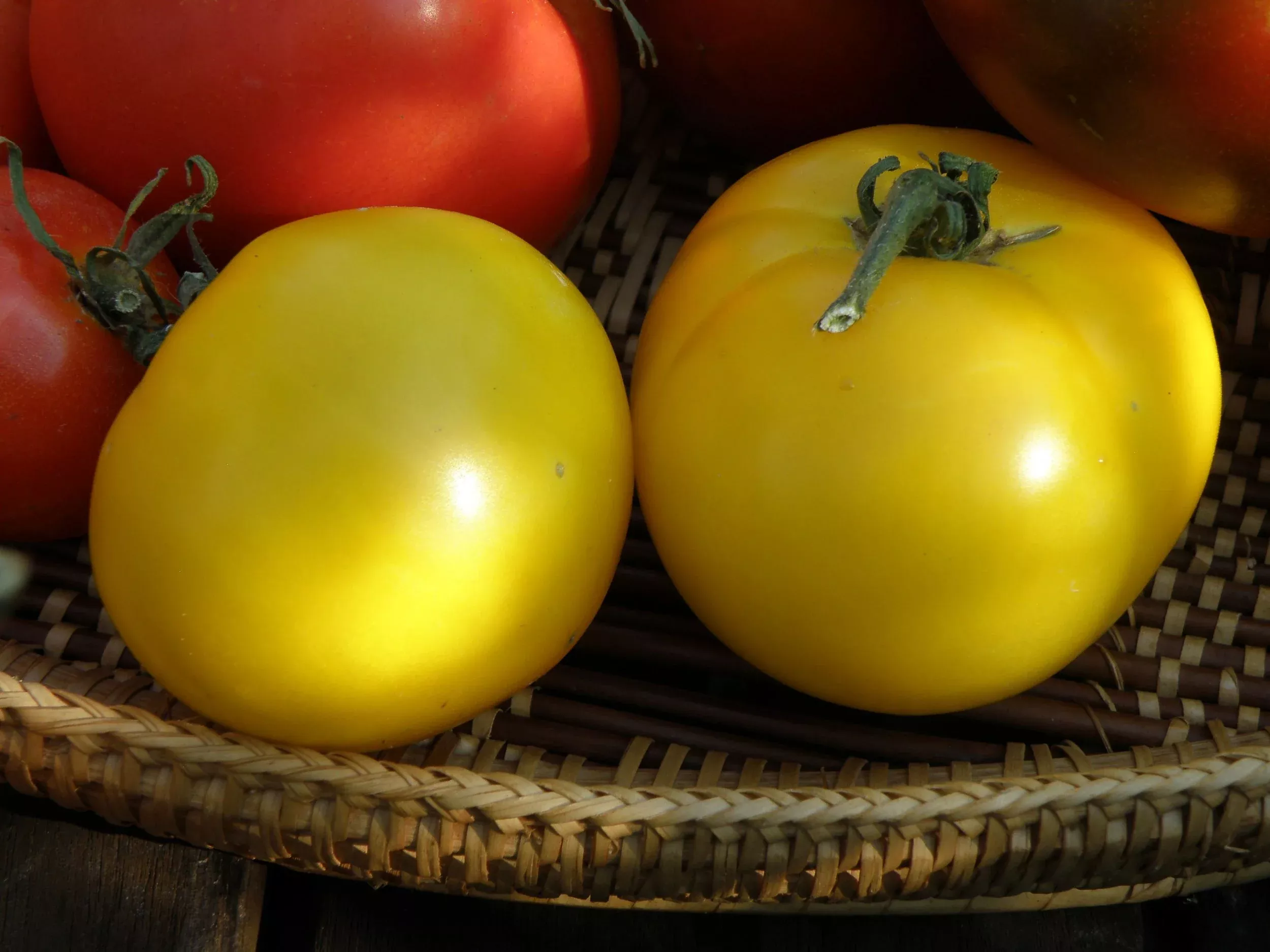 lemon-boy-tomato-2-pack Lemon Boy Tomato (2 Pack)