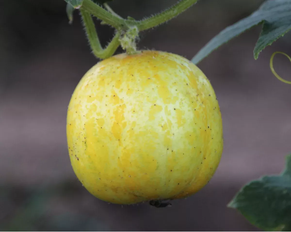 lemon-cucumber-seeds Lemon Cucumber Seeds