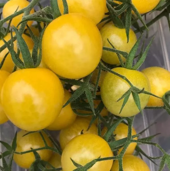 lemon-drop-tomato Lemon Drop Tomato