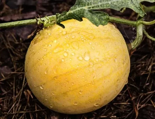 Lemon Drop Watermelon