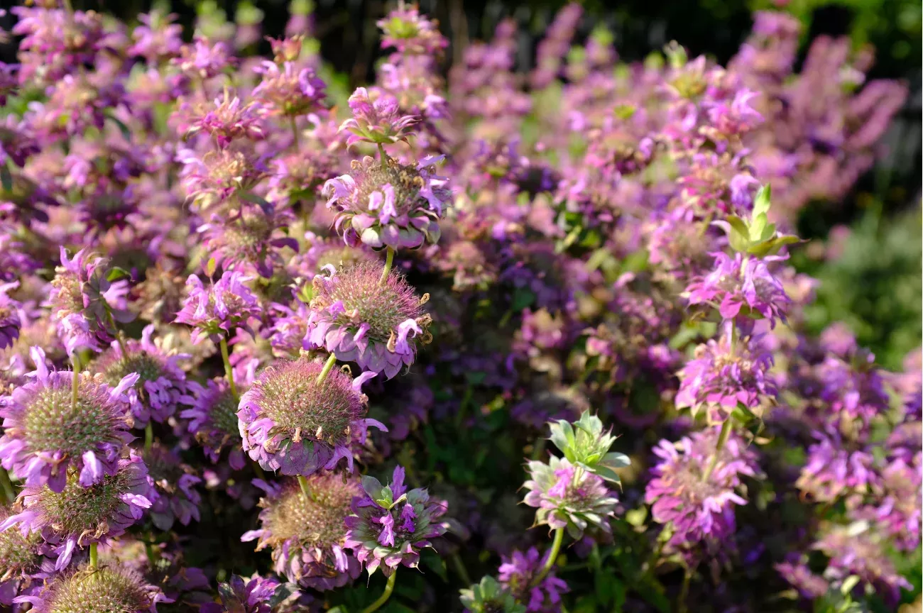lemon-mint-beebalm Lemon Mint Beebalm