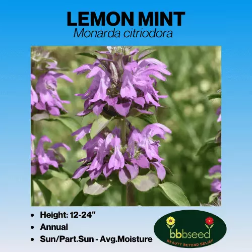 Lemon Mint – Monarda citriodora