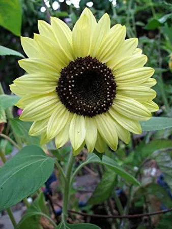 lemon-queen-sunflower-55-flower-seeds-per-packet Lemon Queen Sunflower, 55 Flower Seeds Per Packet