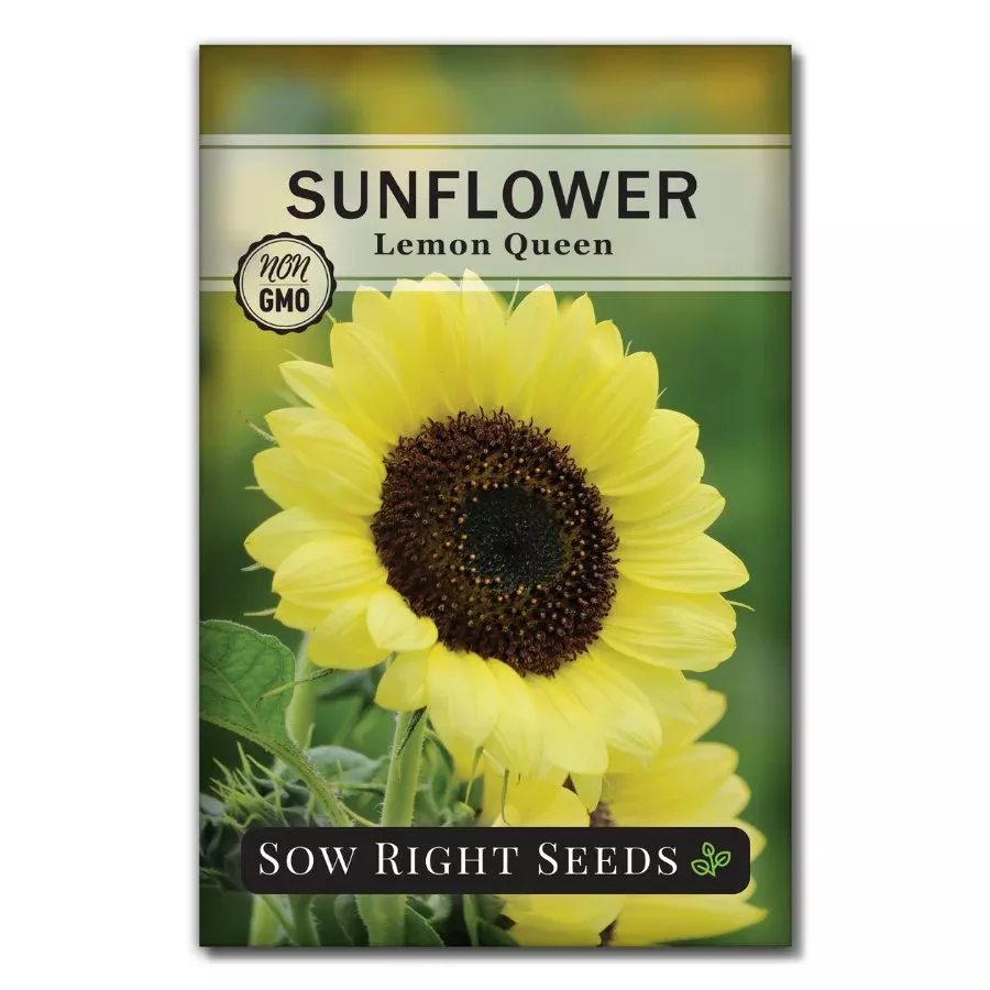 Lemon Queen Sunflower