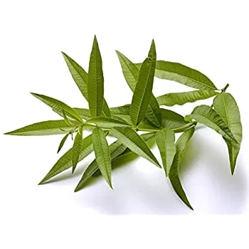 lemon-verbena Lemon Verbena