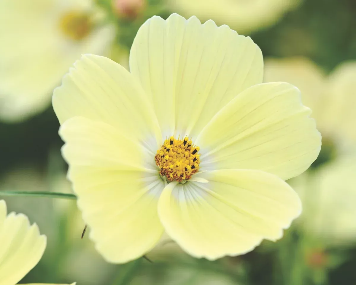 lemonade-cosmos-seeds Lemonade Cosmos Seeds