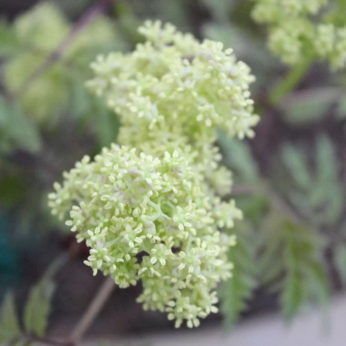 lemony-lace-elderberry Lemony Lace Elderberry