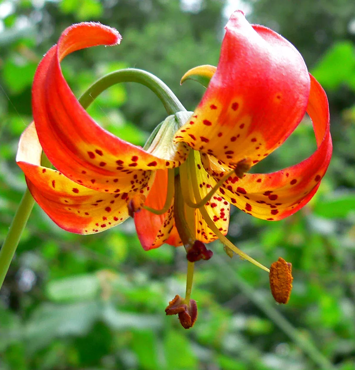 leopard-lily Leopard Lily