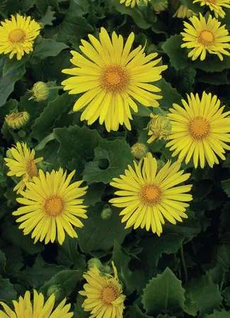 Leopards Bane (Little Leo)