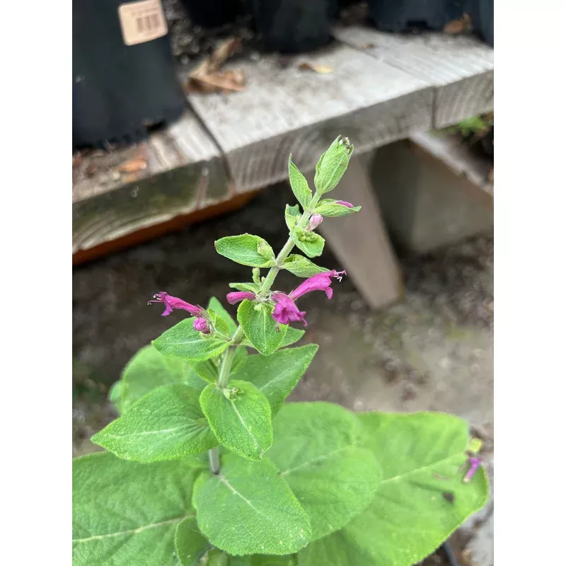 lepechinia-hastata-mexican-pitcher-sage Lepechinia hastata, Mexican Pitcher Sage