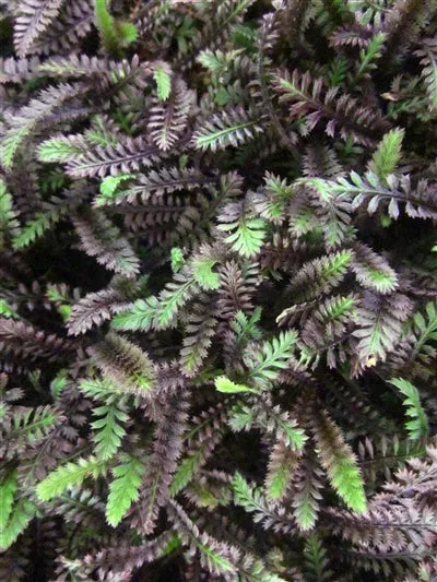 Leptinella squalida Platt's Black Brass Buttons