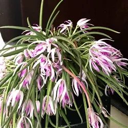 Leptotes pohlitinocoi ‘Pinky'