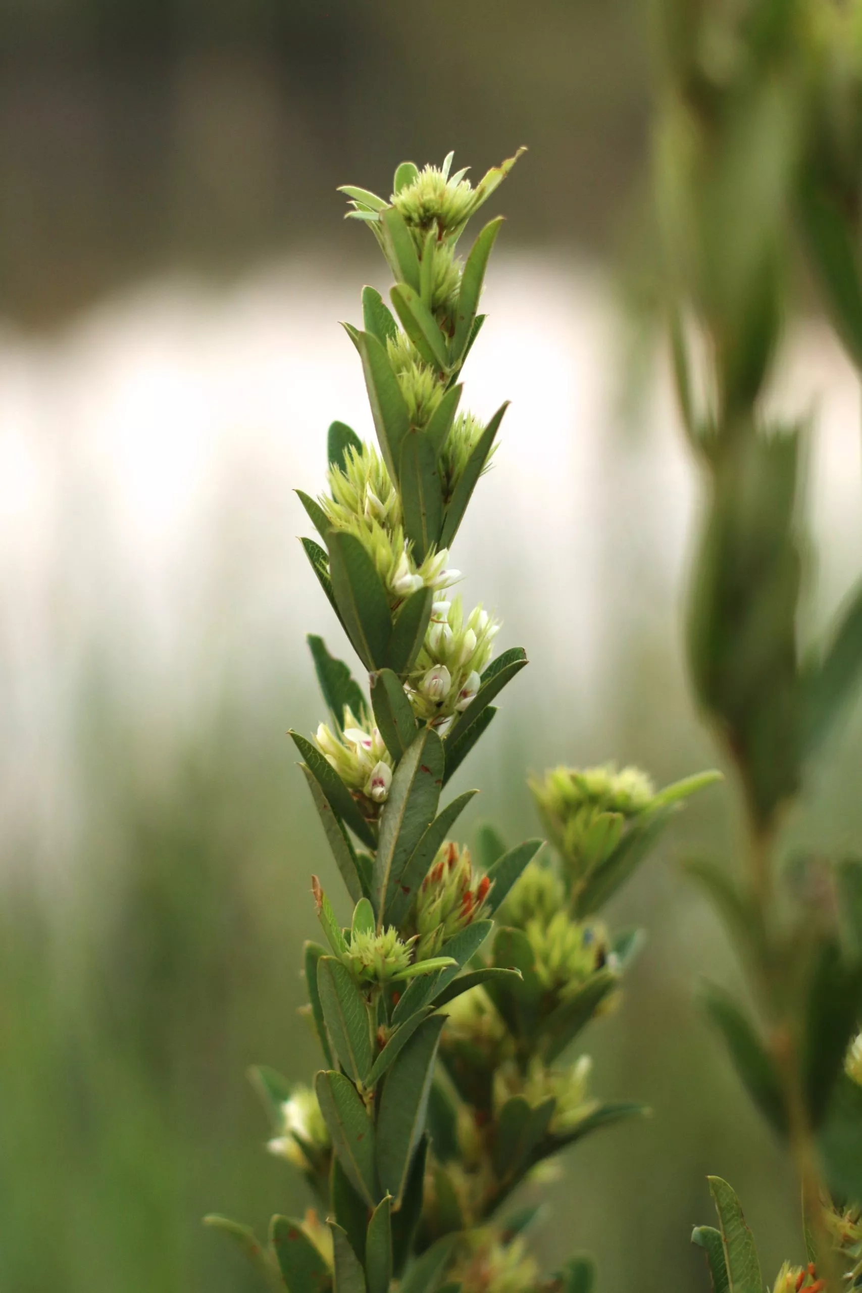 Lespedeza, Roundhead