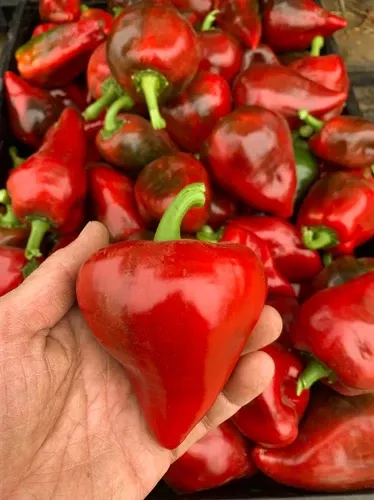 lesya-sweetest-pepper-in-world Lesya ' The Sweetest Pepper in the World'