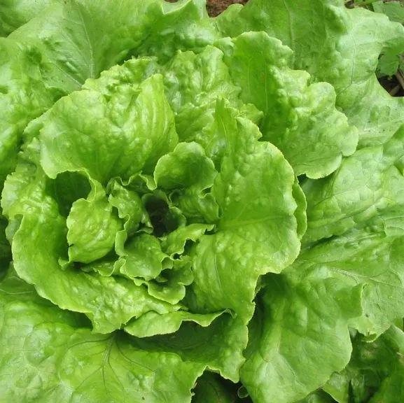 Lettuce: Concept Summer Crisp- NEW!