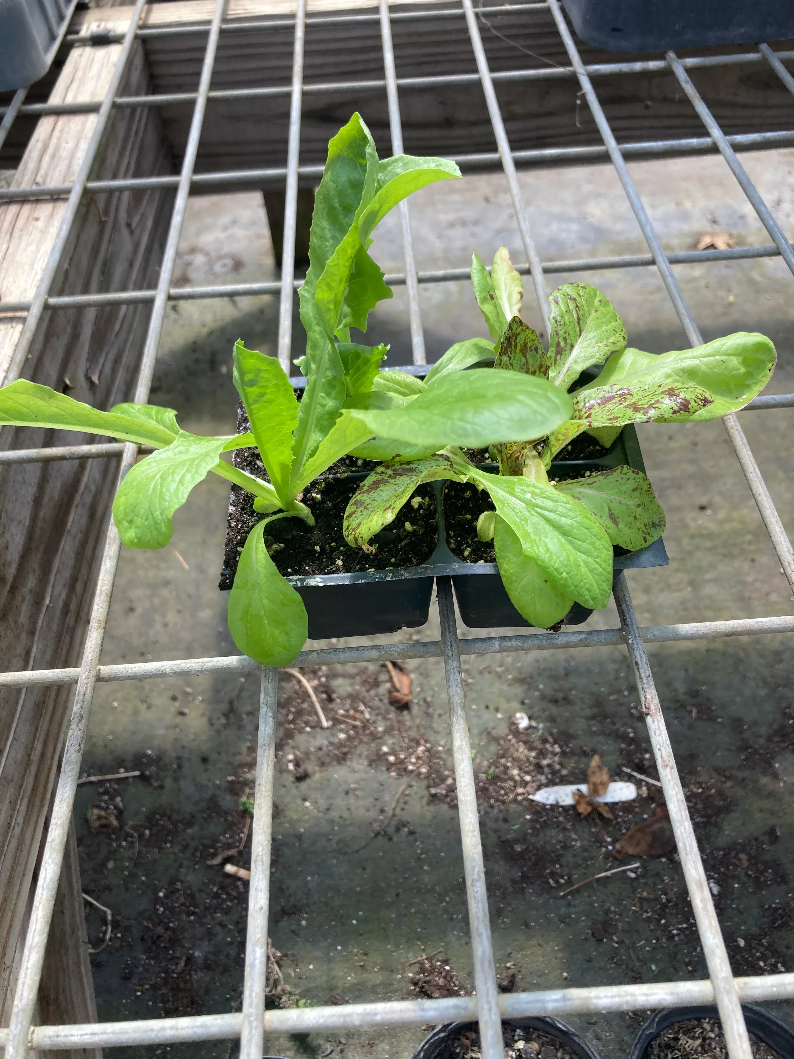 lettuce-freedom-mix Lettuce, Freedom Mix