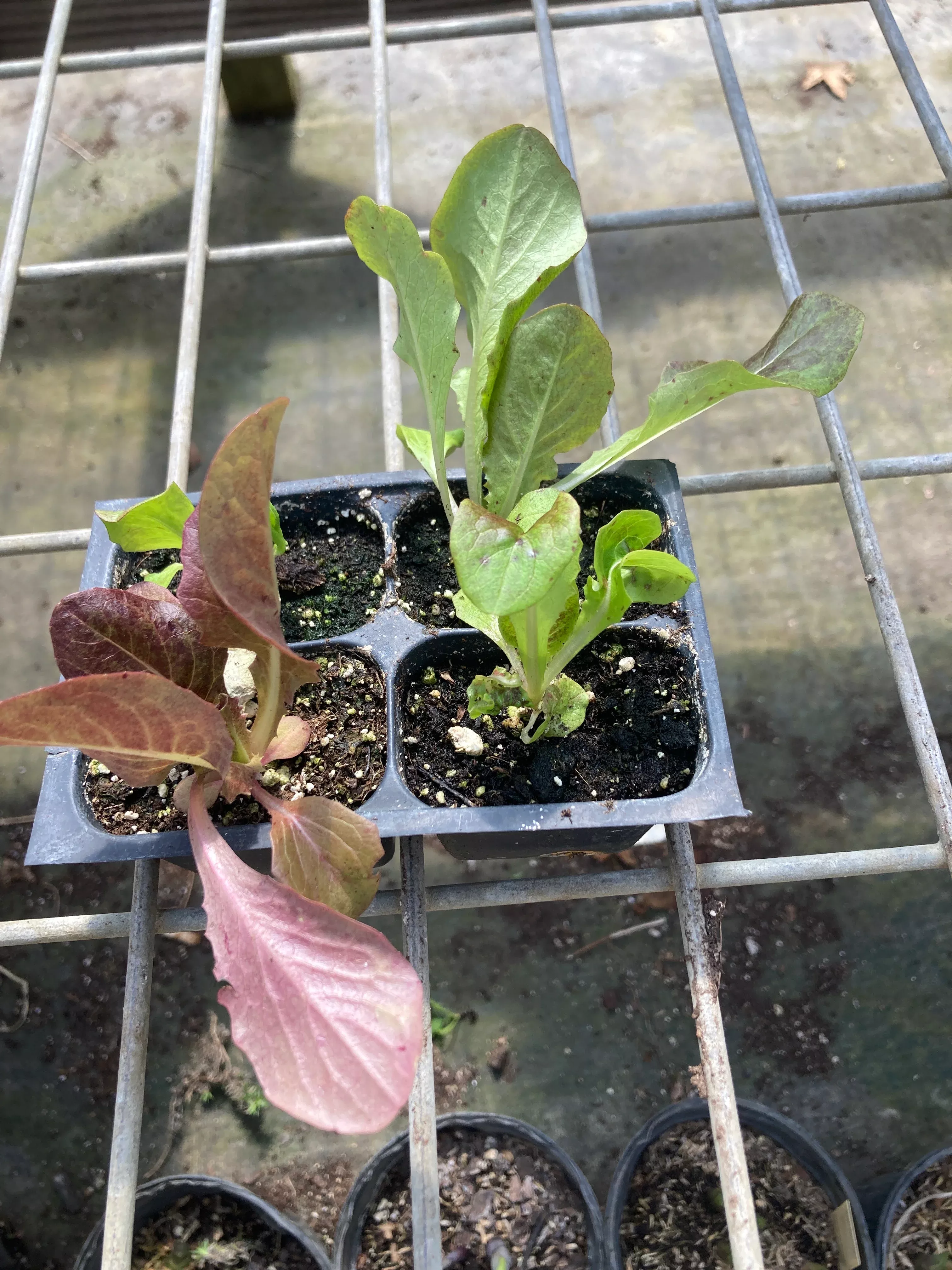 lettuce-garnet-butter Lettuce, Garnet Butter
