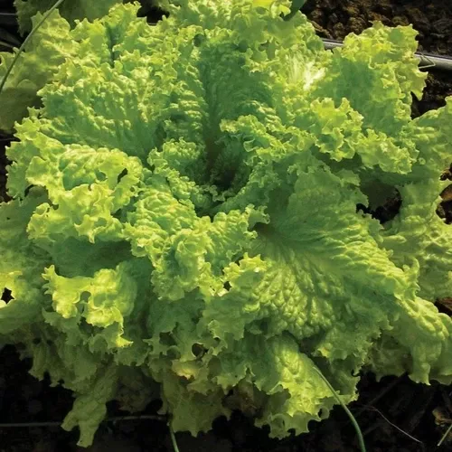 lettuce-grand-rapids Lettuce (Grand Rapids)