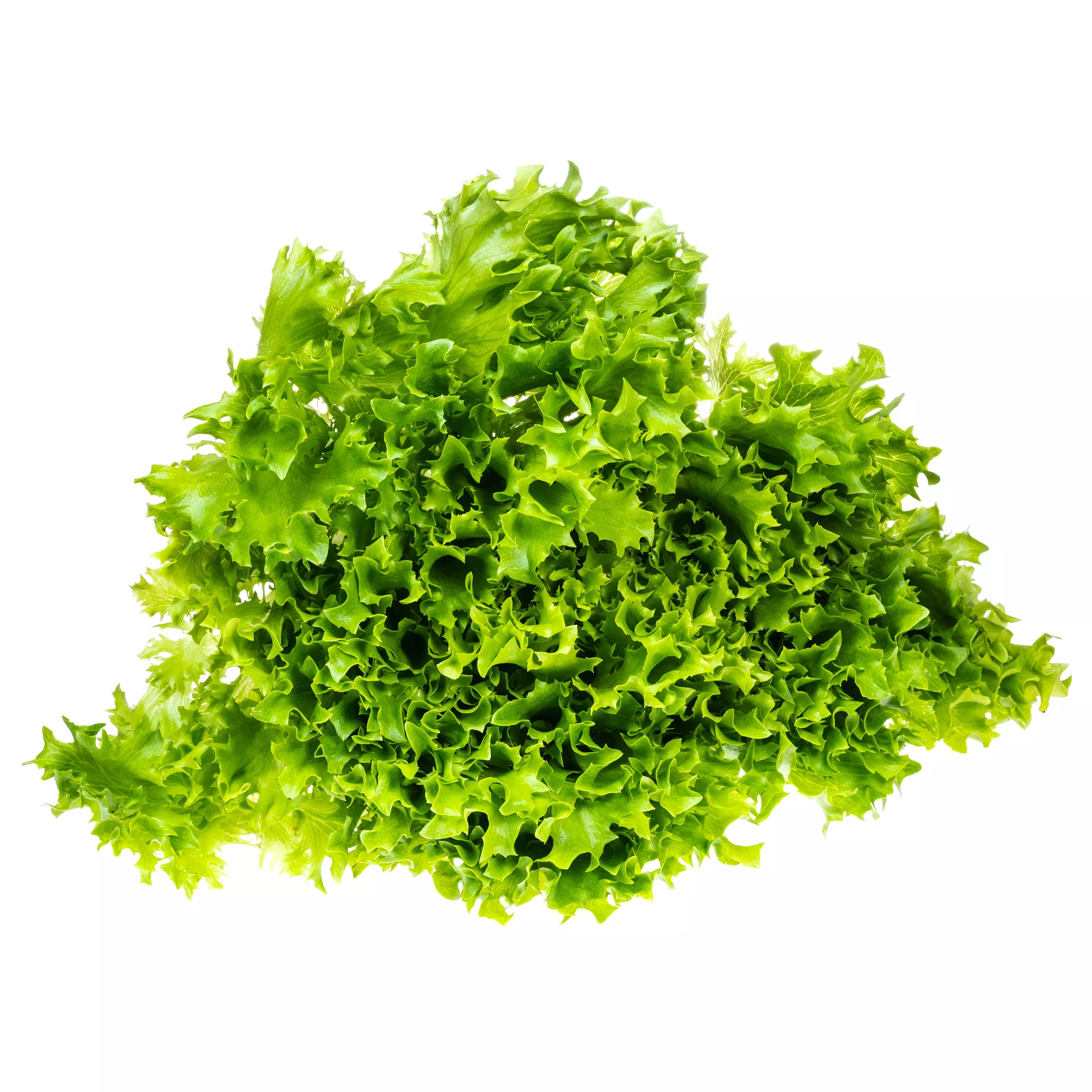 lettuce-green-ice-bulk-seed Lettuce, Green Ice - Bulk Seed