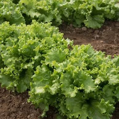 lettuce-green-leaf Lettuce 'Green Leaf'