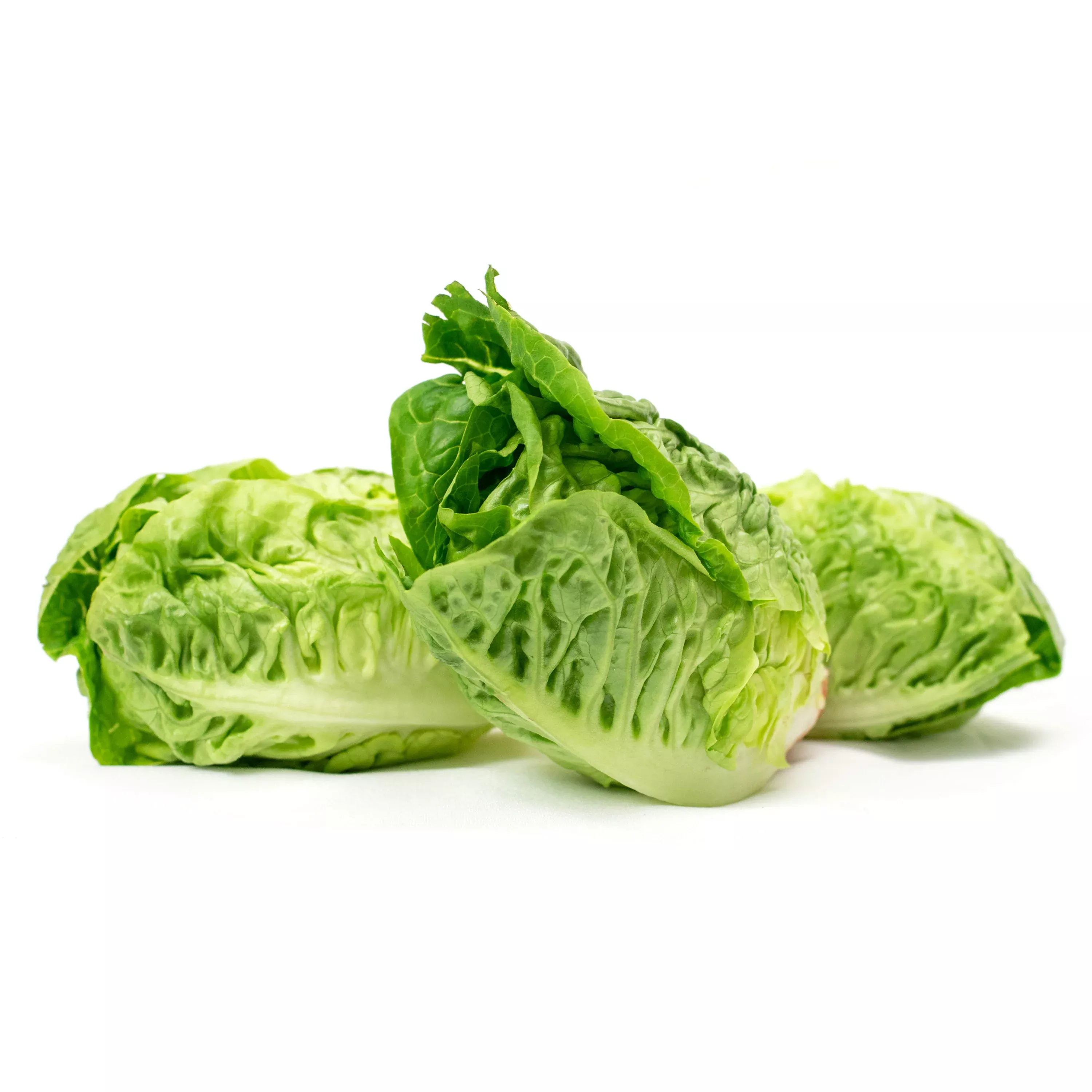 lettuce-little-gem-bulk-seed Lettuce, Little Gem - Bulk Seed
