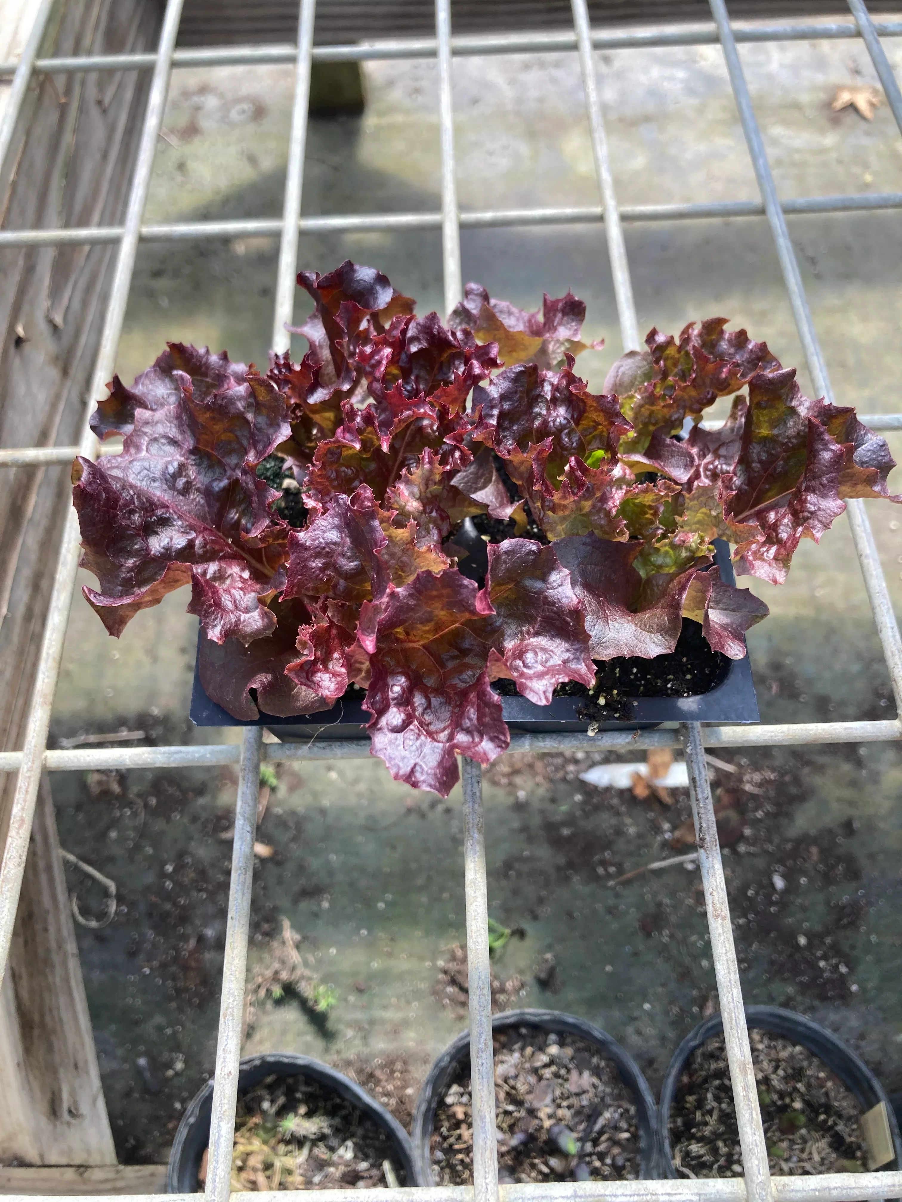 Lettuce, Lollo Rosso