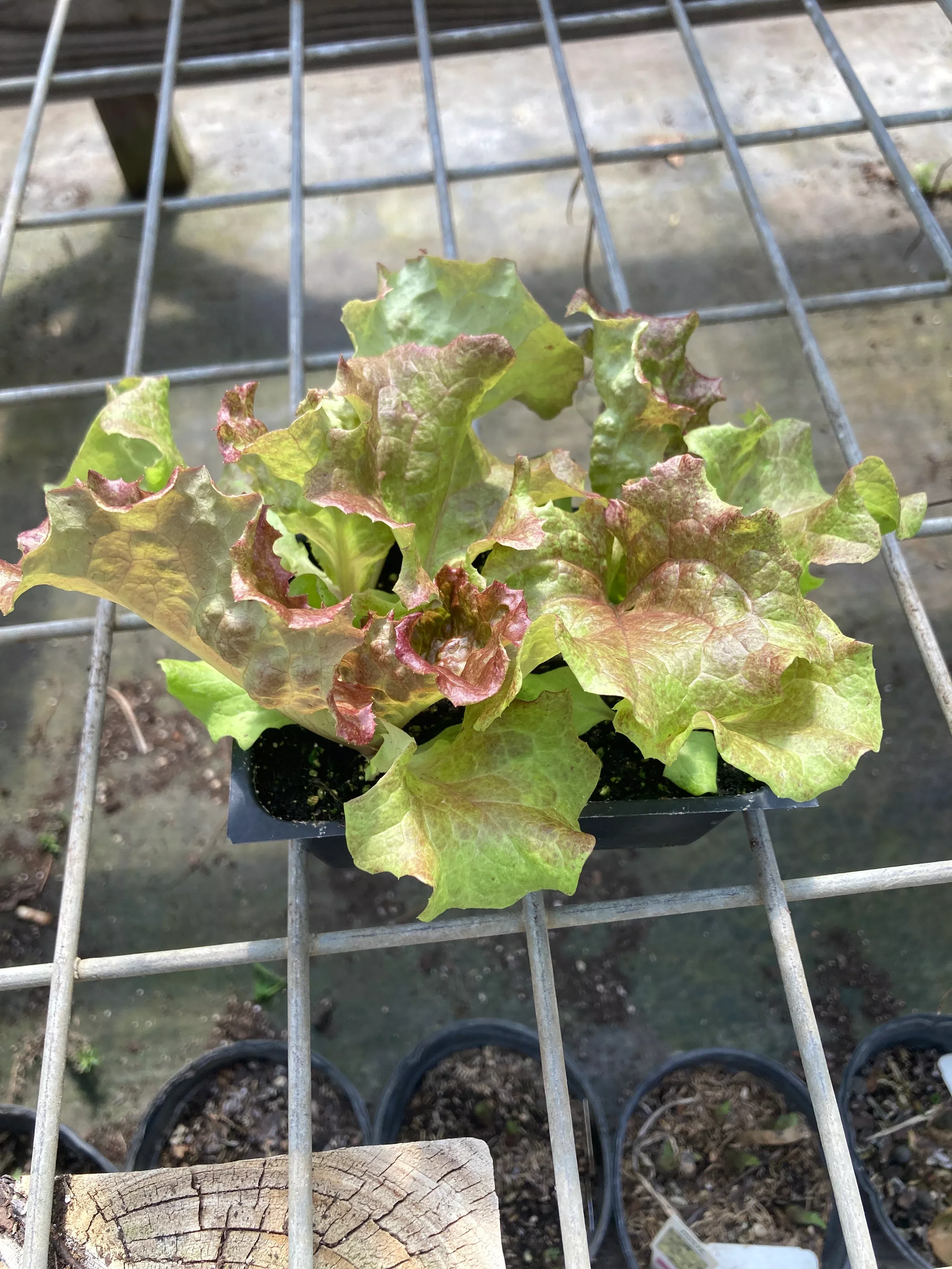 lettuce-new-red-fire Lettuce, New Red Fire