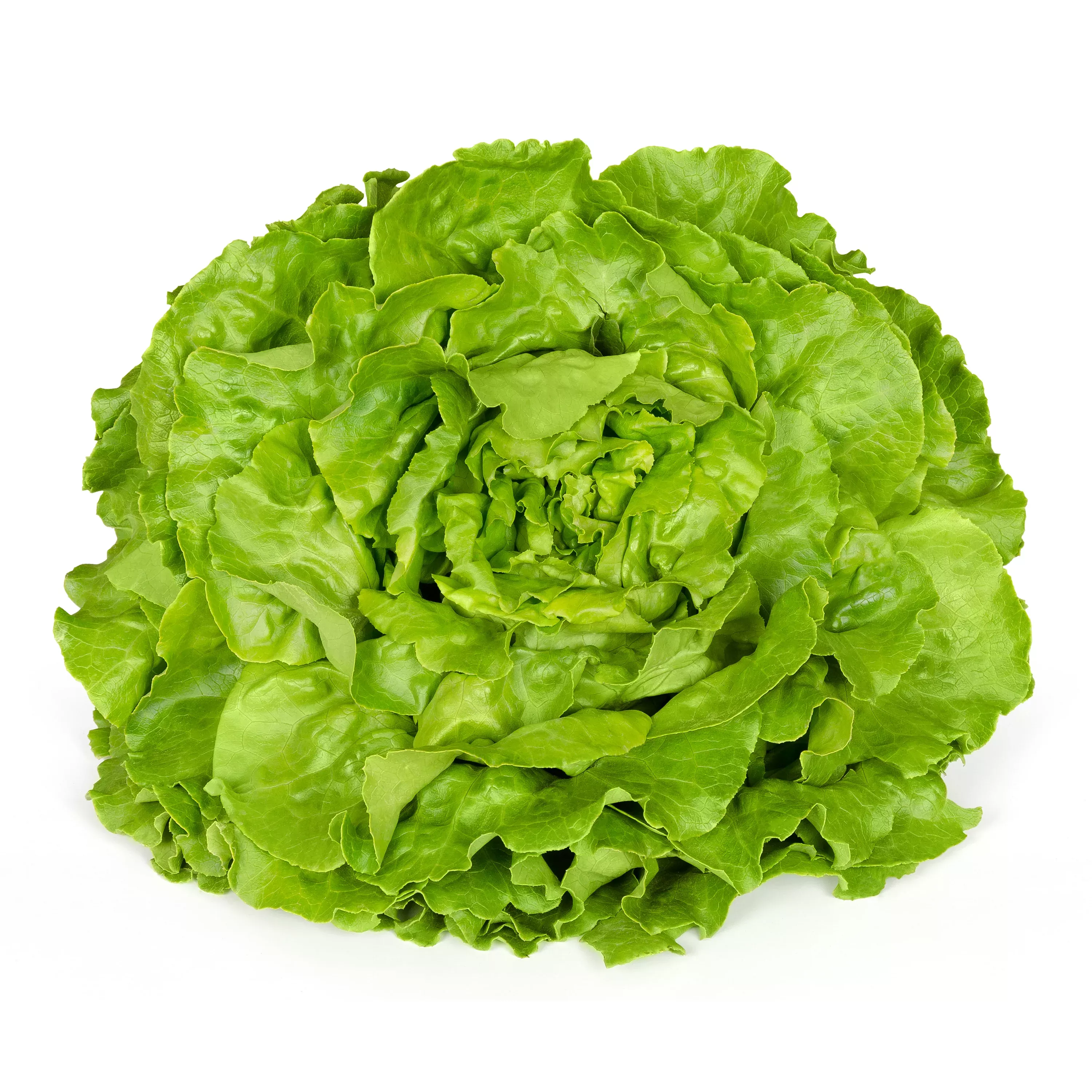 lettuce-white-boston-bulk-seed Lettuce, White Boston - Bulk Seed