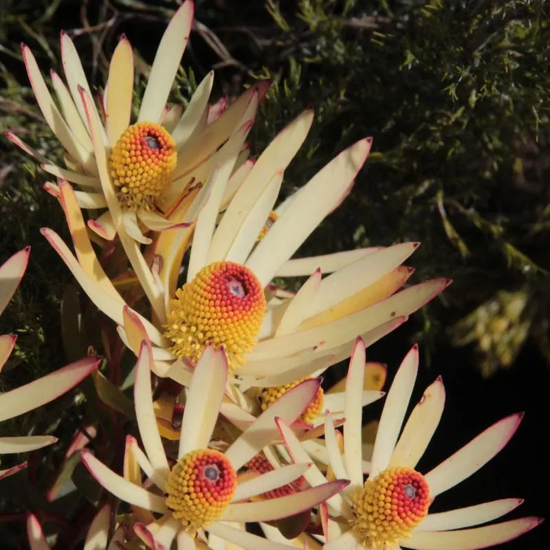 leucadendron-afterburner Leucadendron 'Afterburner'