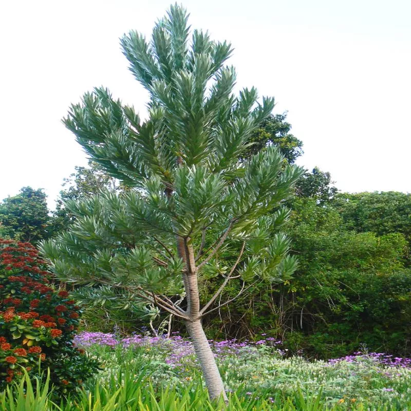 leucadendron-argenteum Leucadendron argenteum