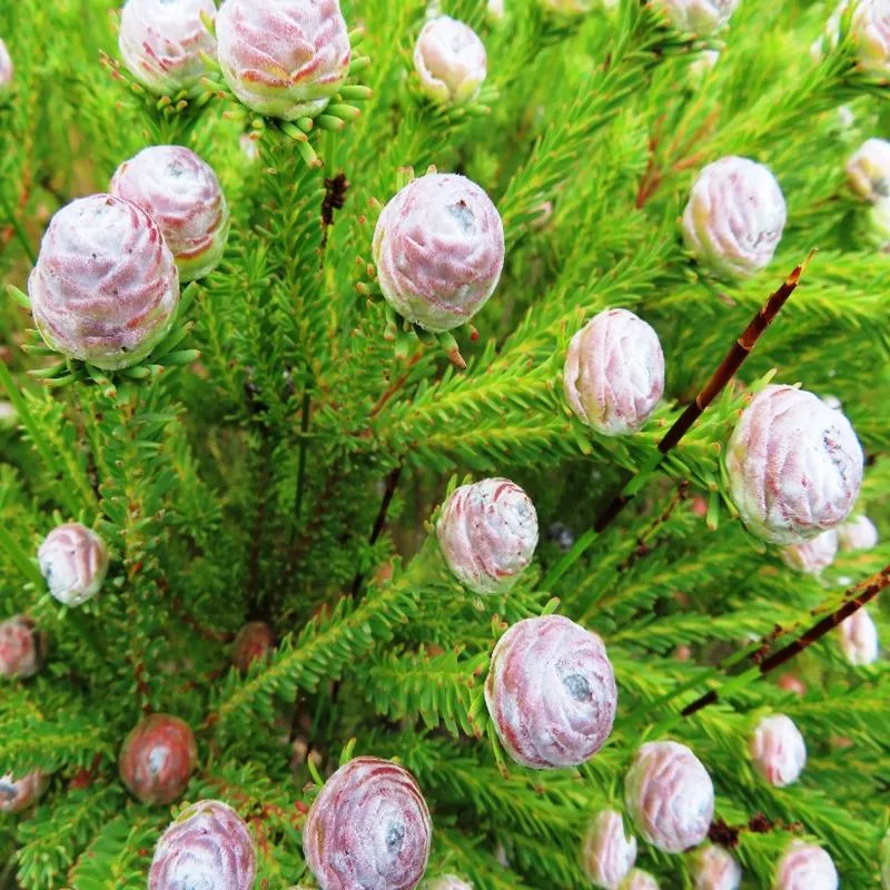 leucadendron-linifolium-female Leucadendron linifolium (female)