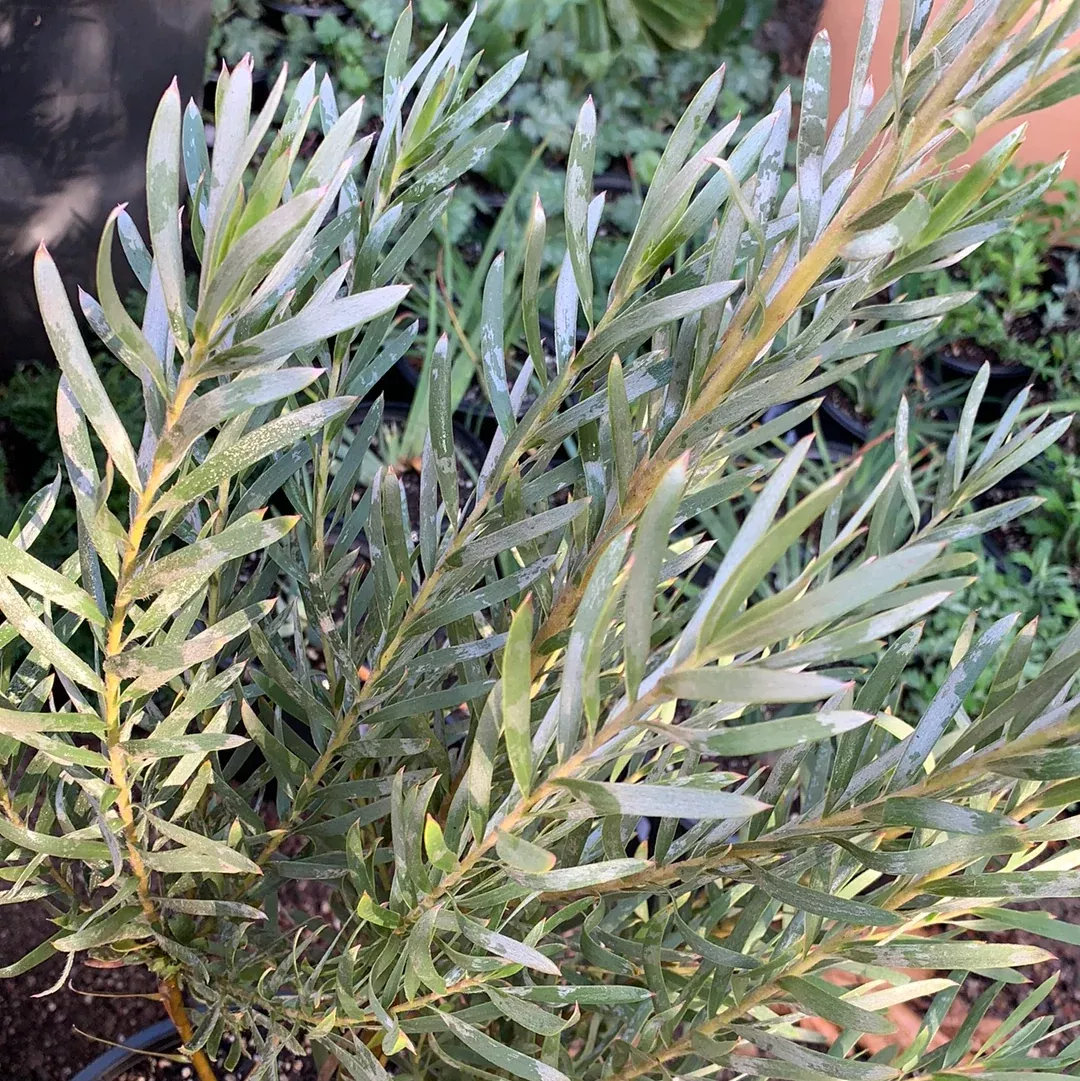 leucadendron-pisa Leucadendron 'Pisa'