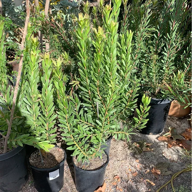leucadendron-safari-goldstrike Leucadendron 'Safari Goldstrike'
