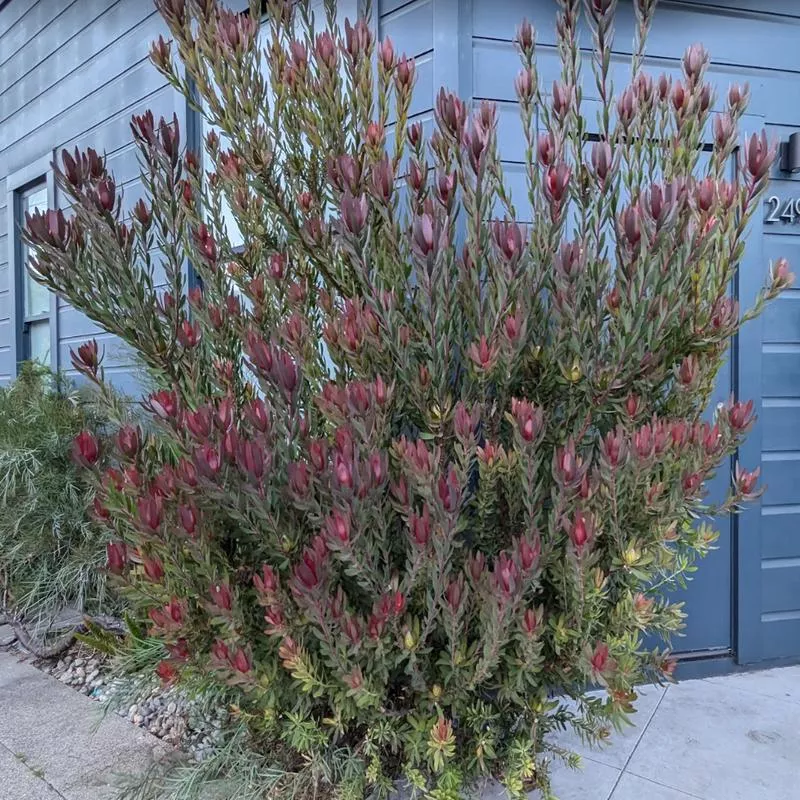 Leucadendron Safari Sunset