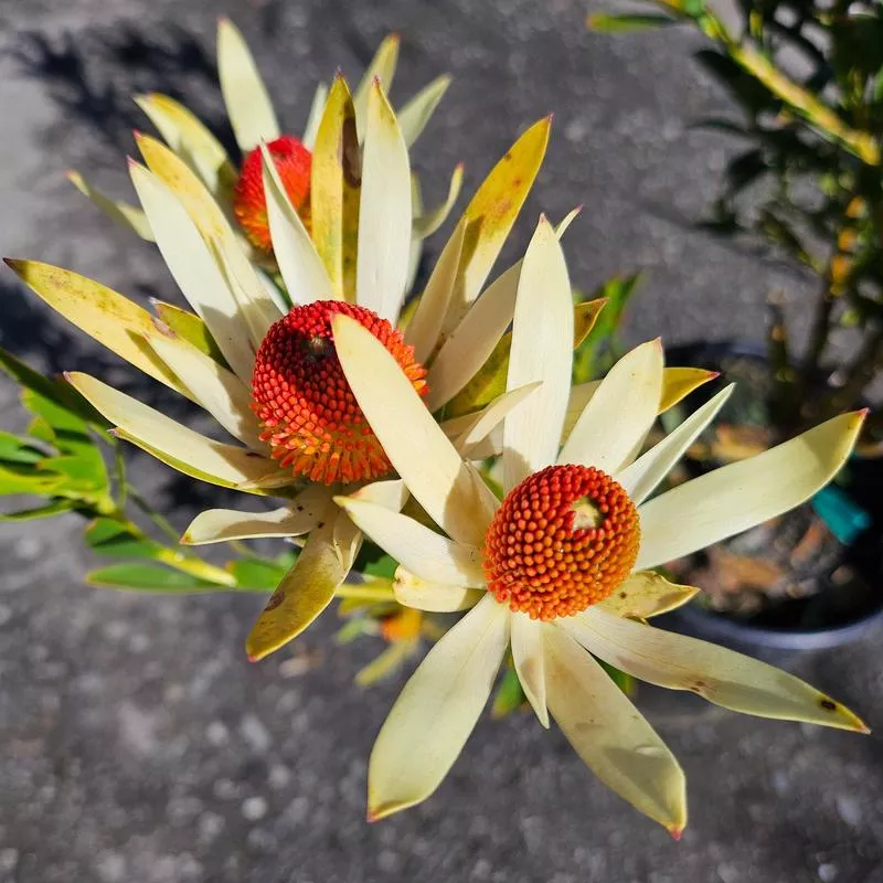 Leucadendron 'Startreuse'