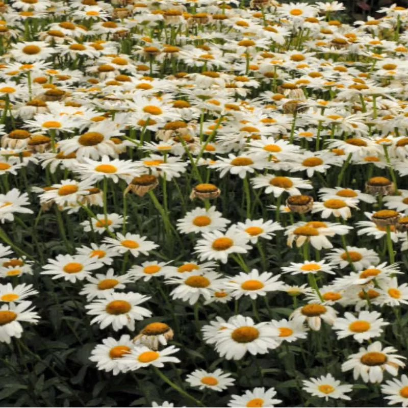 Leucanthemum 'Becky'