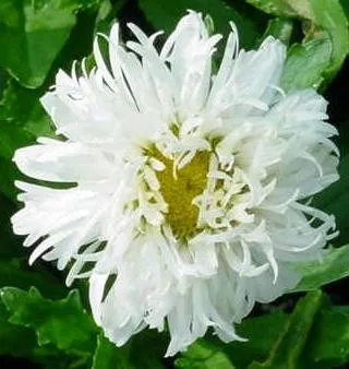 leucanthemum-s-crazy-daisy-30-ct-flat Leucanthemum s. 'Crazy Daisy' (30)ct Flat