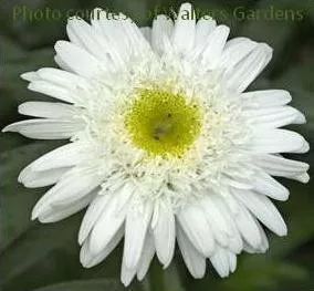 leucanthemum-s-thomas-killen-30-ct-flat Leucanthemum s. 'Thomas Killen' (30)ct Flat