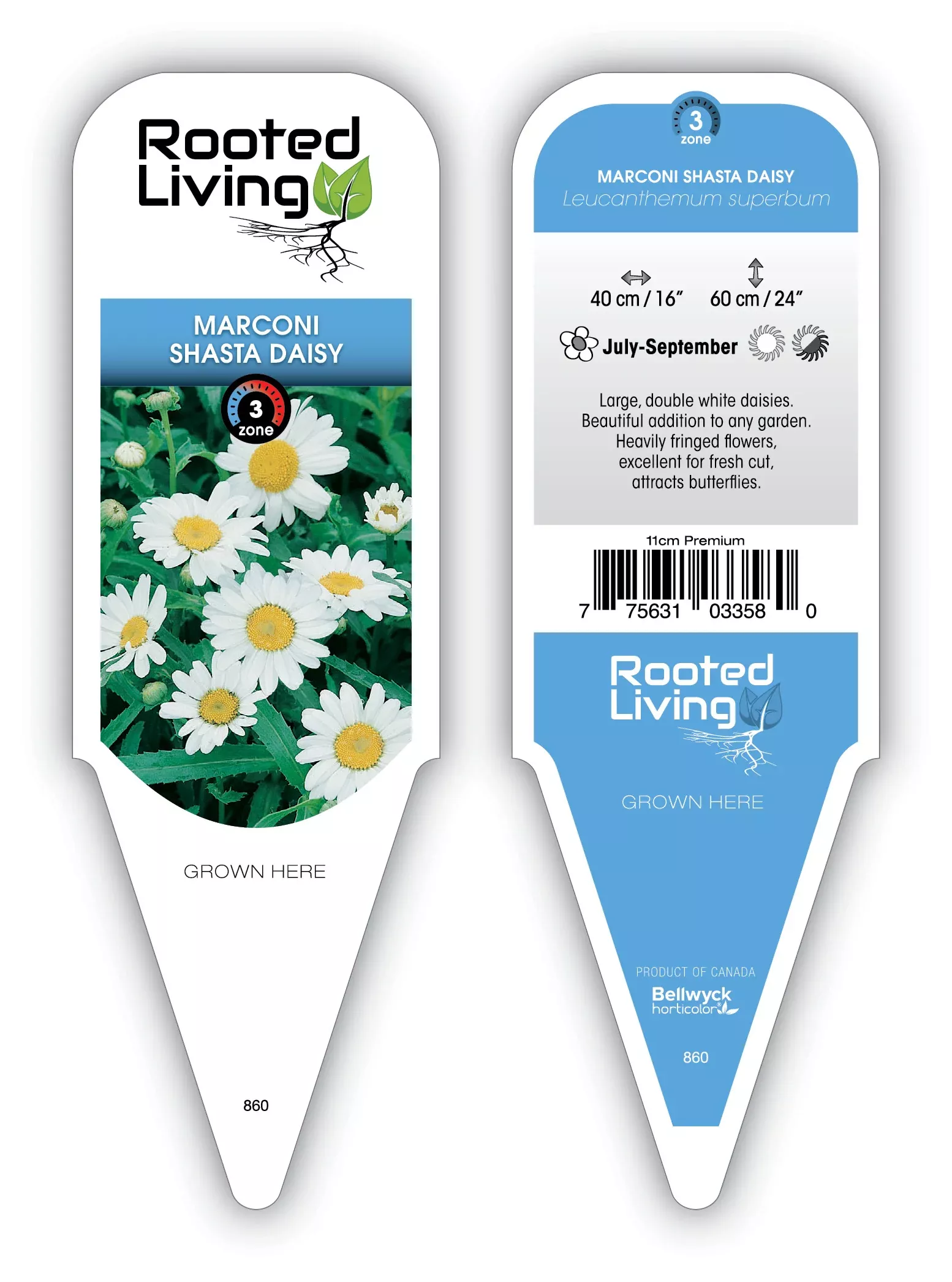 Leucanthemum Shasta Daisy 'Marconi'