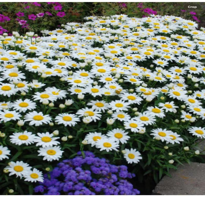 Leucanthemum 'Snow Cap'