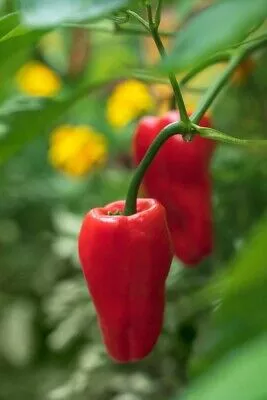 leutschauer-hot-paprika-pepper Leutschauer Hot Paprika Pepper