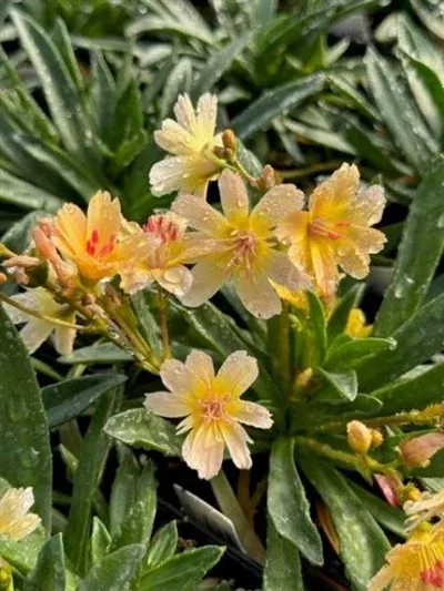 Lewisia Little Mango Bitter Root