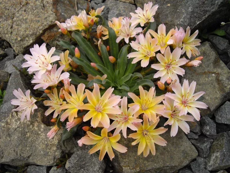 lewisia-little-peach-bitter-root Lewisia Little Peach Bitter Root