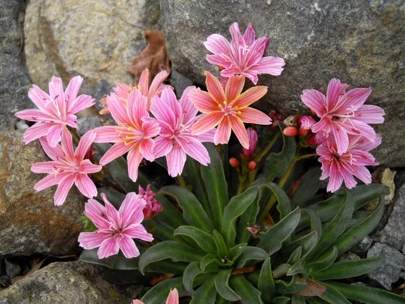 lewisia-little-plum-bitter-root Lewisia Little Plum Bitter Root