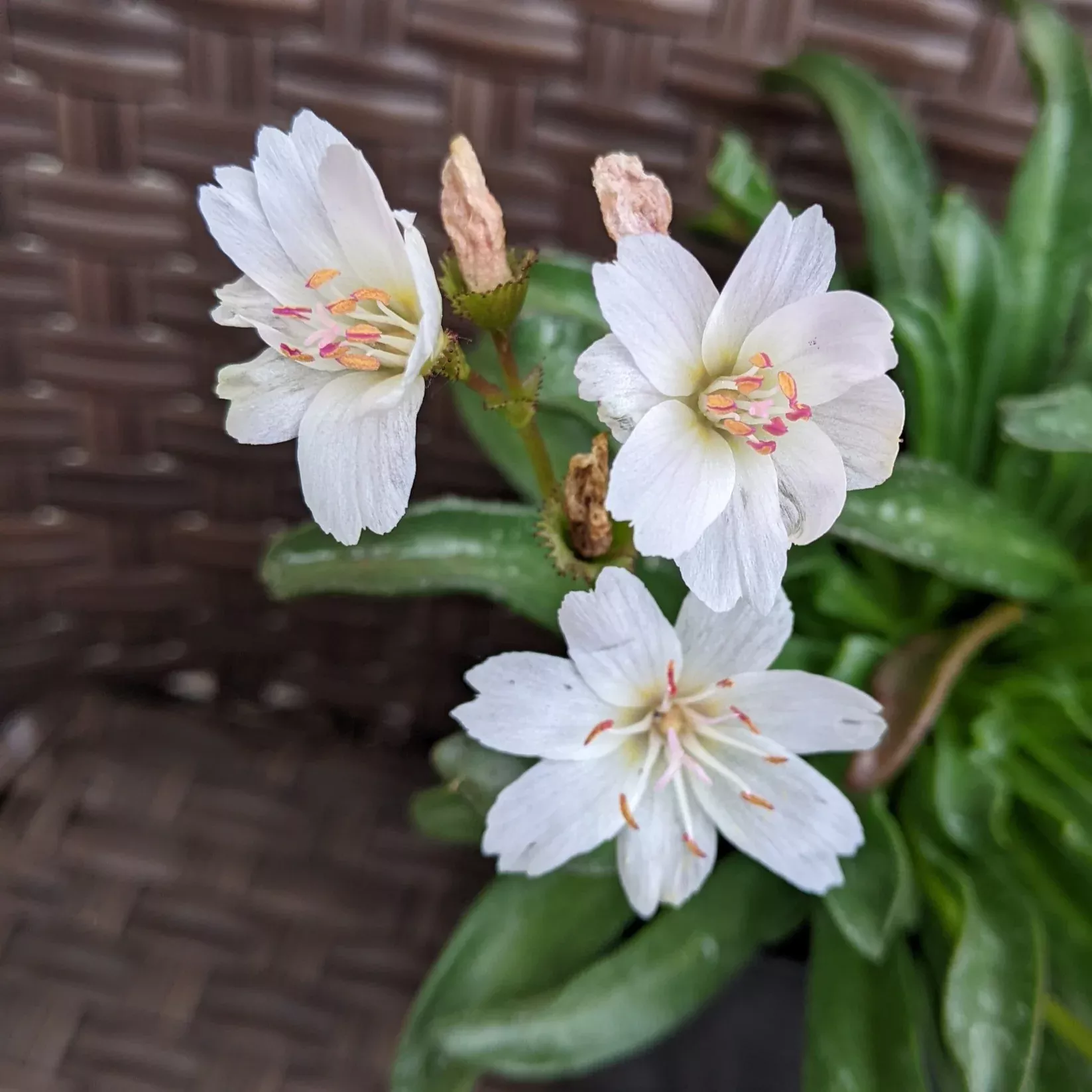 lewisia-little-snowberry-bitter-root Lewisia Little Snowberry Bitter Root