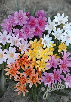 Lewisia Little Tutti Frutti Bitter Root