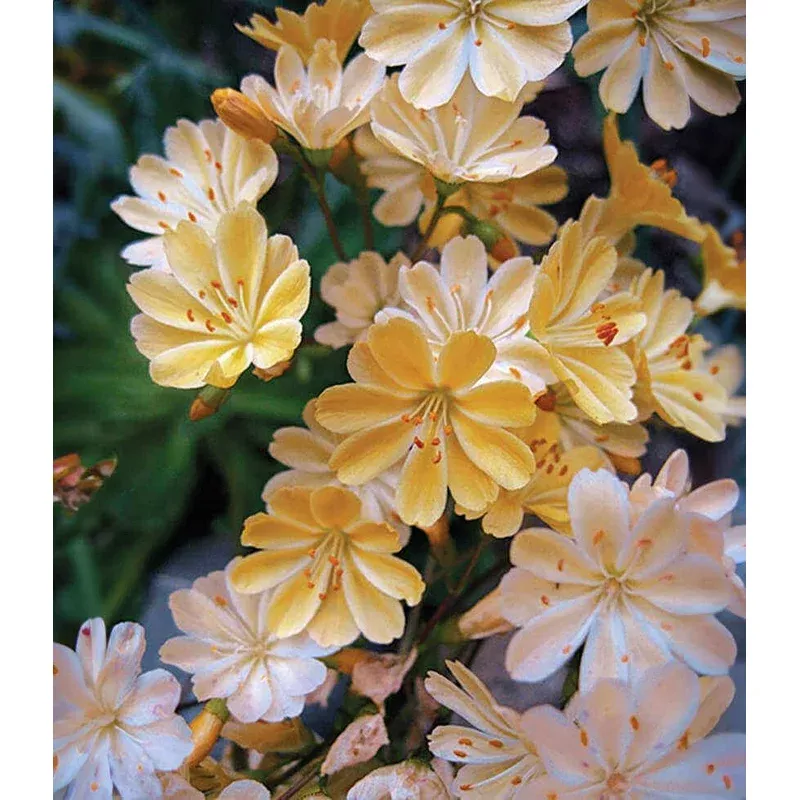 Lewisia longipetala 'Little Peach'