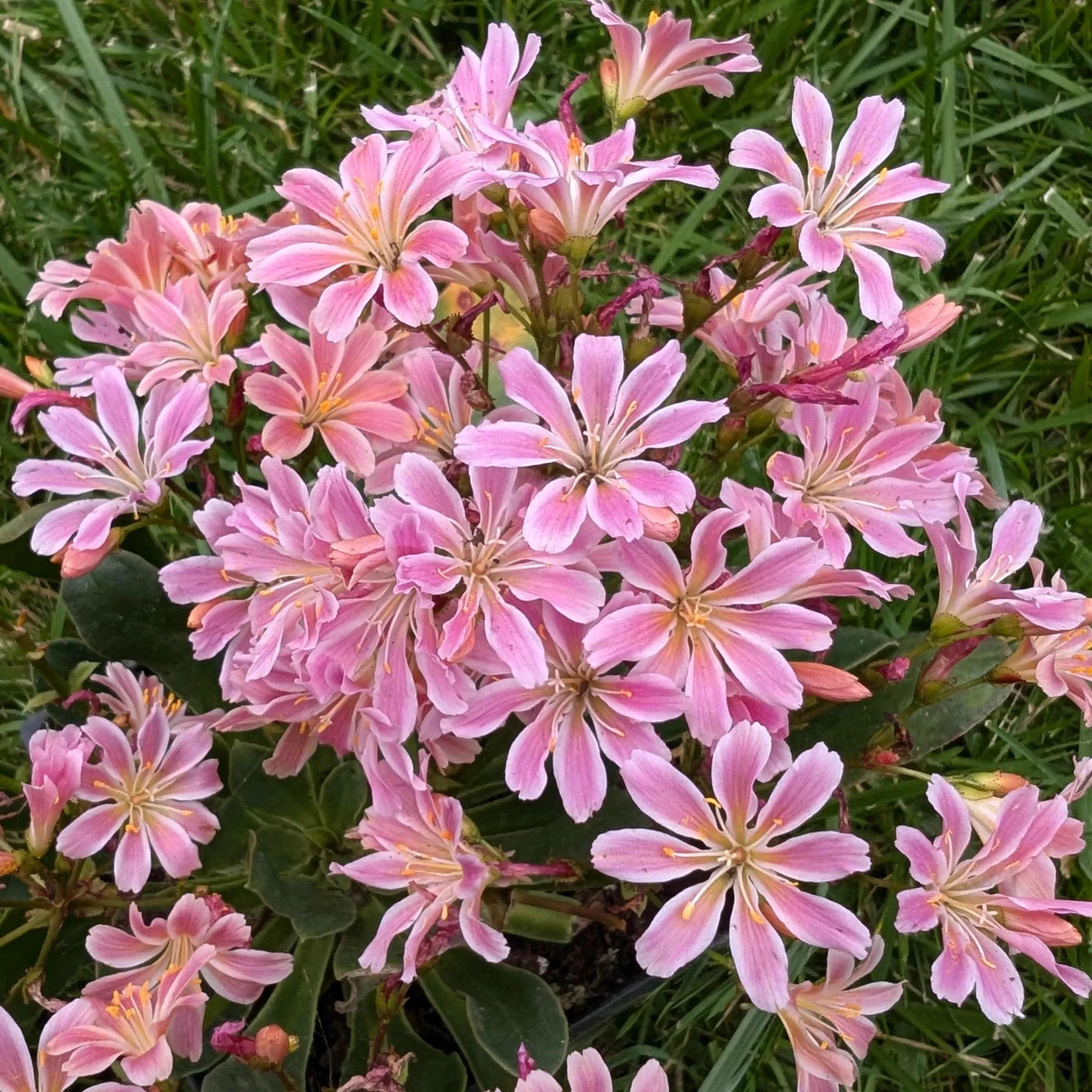 lewisia-rainbow-bitter-root Lewisia Rainbow Bitter Root