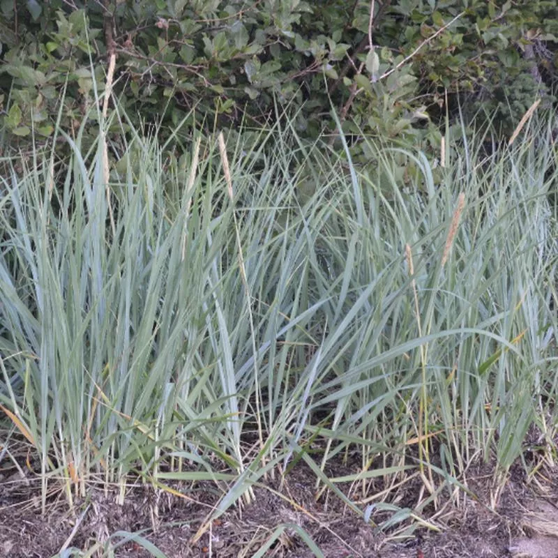 leymus-elymus-moliis Leymus (Elymus) moliis