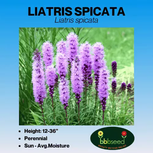 Liatris, Blazing Star – Liatris spicata